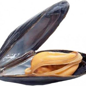 Mossel song