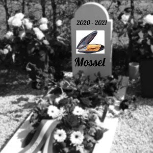 mosselsong 2.1