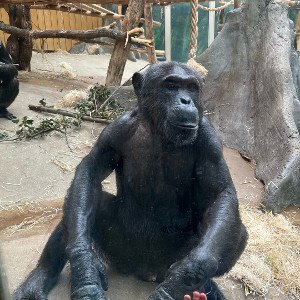 la fureur du singes