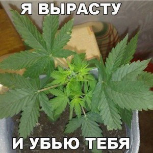 здорово