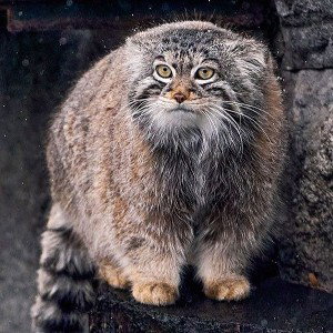 аутебякактам 2 фристайл