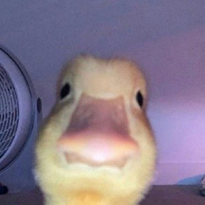 rap de bebe