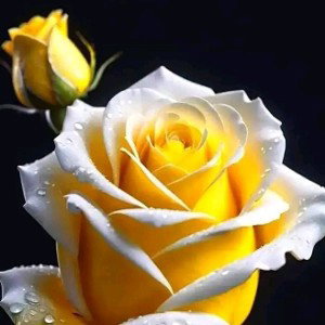 Sabiha love......