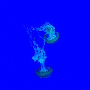 Contemple 