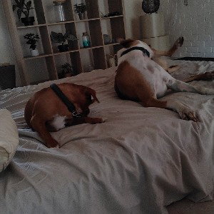 Animals better than humans 