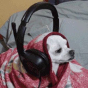 el perro con audífonos 