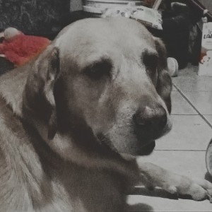 el perro fachero