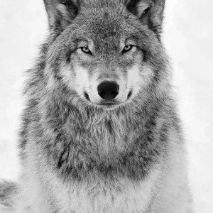 Fuego Da Wolf -  Alpha