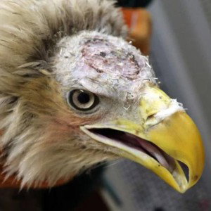 bald spot eagle😭😭🐦 also rip ur ears my mic actully will cause u ear damage