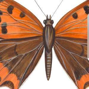 butterflys