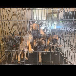 i use my dogs as a loaded weapon