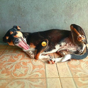    LIL DOGGY 