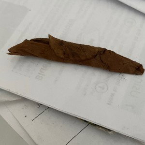 grabba leaf