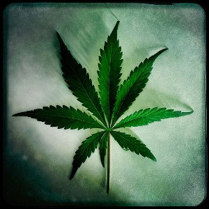 Weed seller