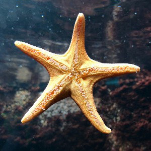 Étoile de mer