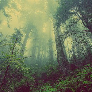 forest chill