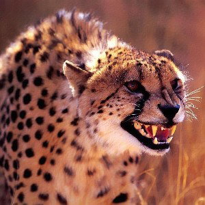 Aggressive Cheetah(freestyle trap beat)