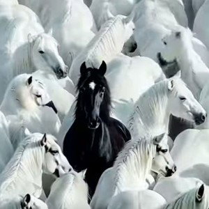 Dargin M. S darndok 