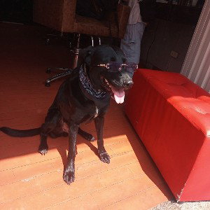 perro de guerra 👾
