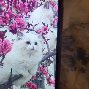 я безвас не магу