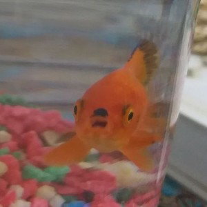 pipi