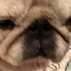 mean pug