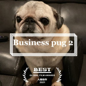 business pug 2