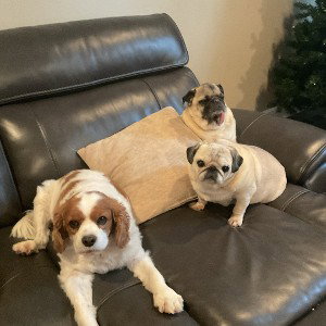 the dog gang