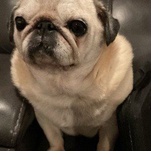 business pug