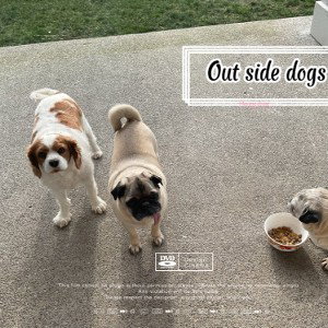 out side dogs