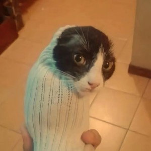  блохотрон 