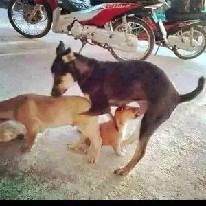 Gangsta (wth vers)