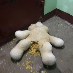 злëба