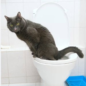 I took a poopie and I liked it (Diss on my toilet?)