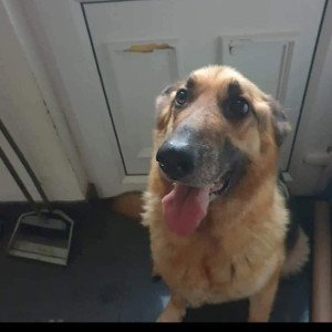 my dog die 