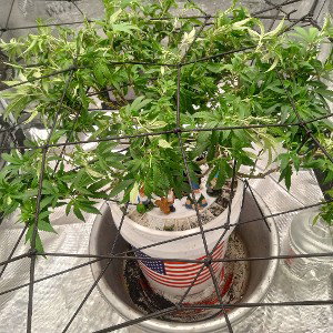 I got a passion for growing my own 