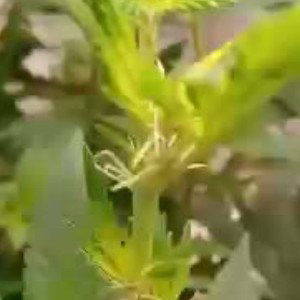 pistol first signs of bud