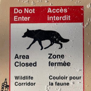 black wolf