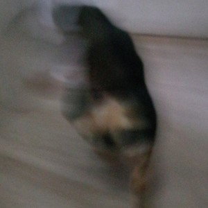 жопа боя
