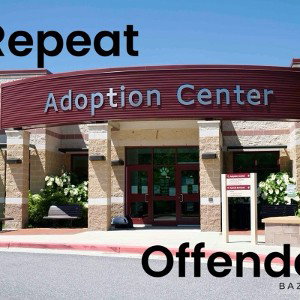 Repeat offender 