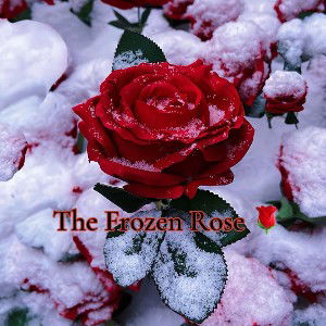 The Frozen Rose