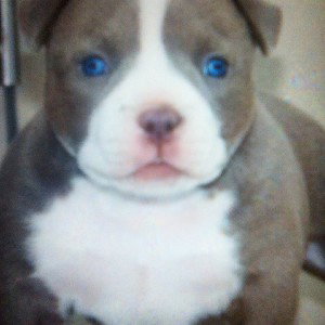 T Dog
