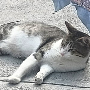 gatito 😃😺😺😺