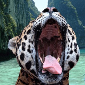 але привет 