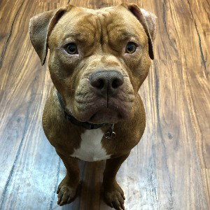 Zeus Back