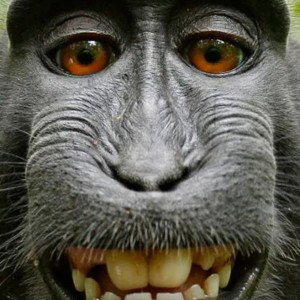 JUSTE UNE VANNE SAH 