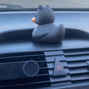 is a pigeon a bird? 