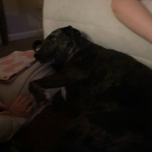 Bella rap