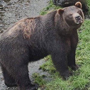 Baer 