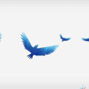 Bluebirds